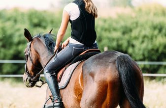 horse float loan